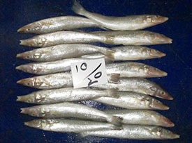 Lady Fish (Silver-Sillago)